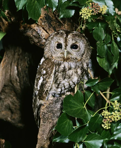유라시아 Tawny Owl Strix Aluco Normandy — 스톡 사진