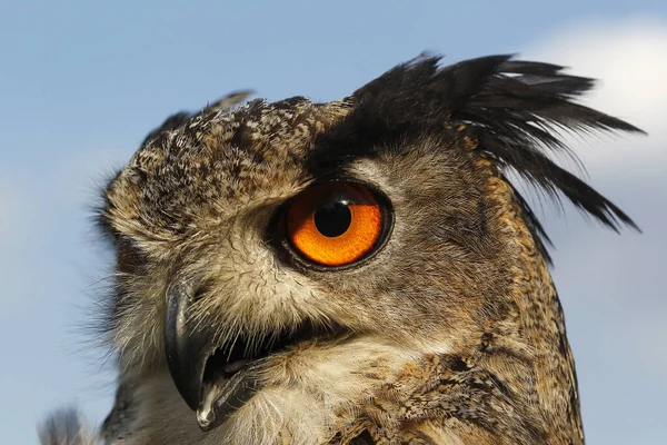 European Eagle Owl Asio Otus Portrait Adult — Stock Photo, Image