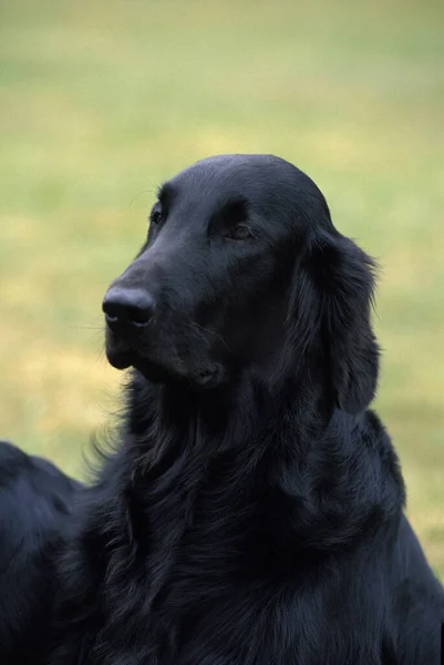 フラットコーティング取得犬の肖像 — ストック写真