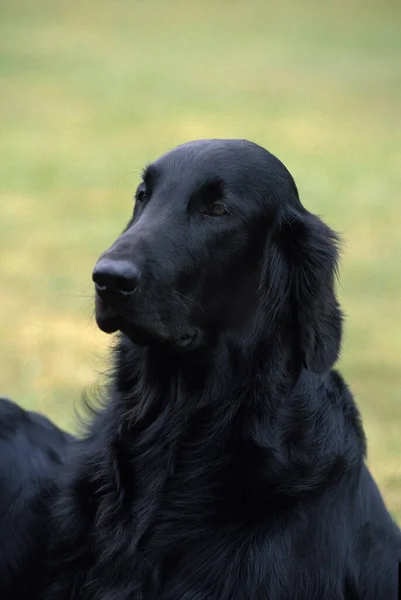 Retrato Cão Retriever Revestido Plano — Fotografia de Stock