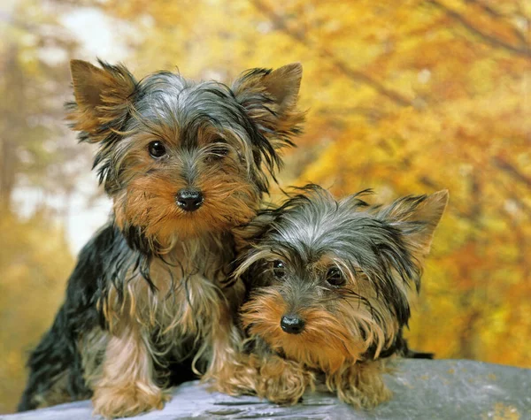 Yorkshire Terrier Puppies Natural Background — Stock Photo, Image