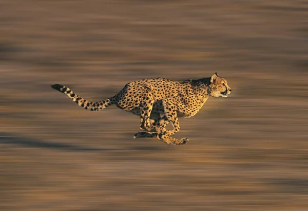 Cheetah Acinonyx Jubatus Dorosły Biegnie Przez Savannah — Zdjęcie stockowe