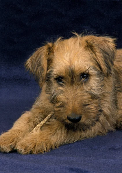 Terrier Irlandês Cão Filhote Cachorro — Fotografia de Stock