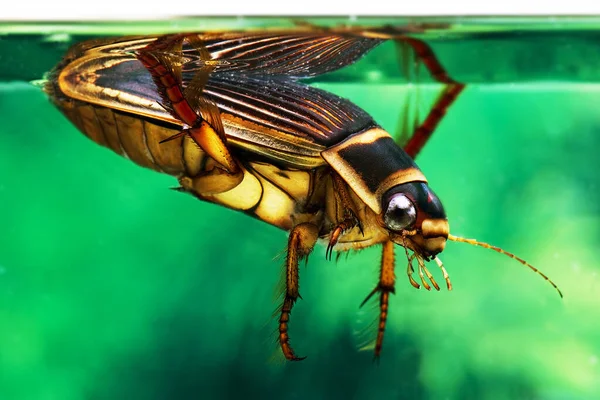 Great Diving Beetle Dytiscus Marginalis Adult Standing Water Normandy — Stockfoto