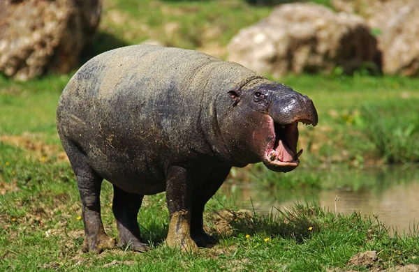 Pygmy Hippopotamus Choeropsis Liberiensis Felnőtt Ásítás — Stock Fotó