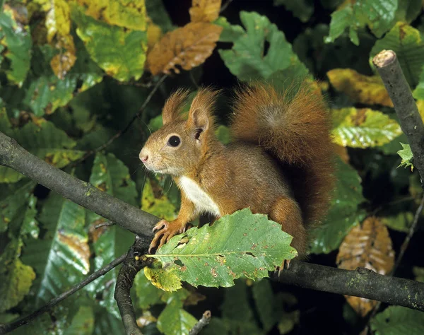 Red Squirrel Sciurus Vulgaris Female Standing Branch — стокове фото