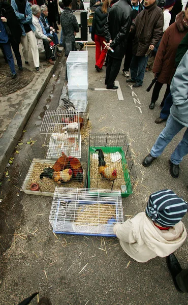 Marché Aux Oiseaux Ile Cité Paris — Photo