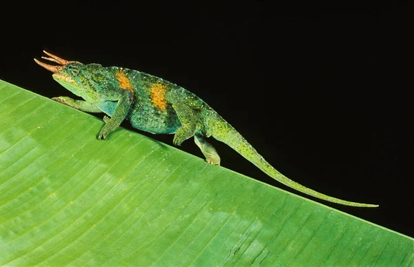 Jackson Chameleon Chamaeleo Jacksoni Hombre Contra Fondo Negro — Foto de Stock