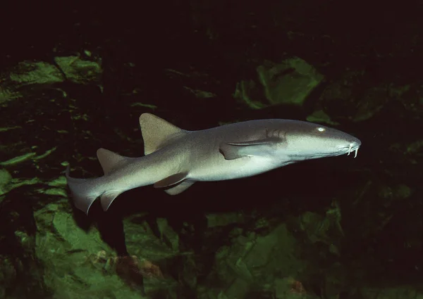 Sjuksköterska Shark Naturlig Bakgrund — Stockfoto