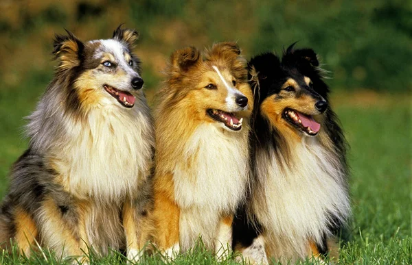 Shetland Sheepdog Σκύλος Κάθεται Στο Γρασίδι — Φωτογραφία Αρχείου