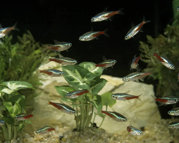 Neon Tetra Paracheirodon Innesi — Stok fotoğraf