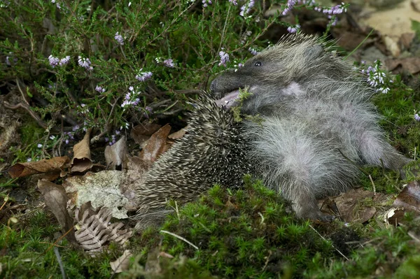 Európai Sündisznó Erinaceus Europaeus Felnőtt Nyalás Normandia — Stock Fotó