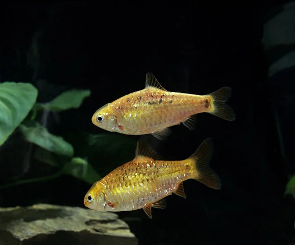 Golden Barb Chinese Barb 파시스트 — 스톡 사진