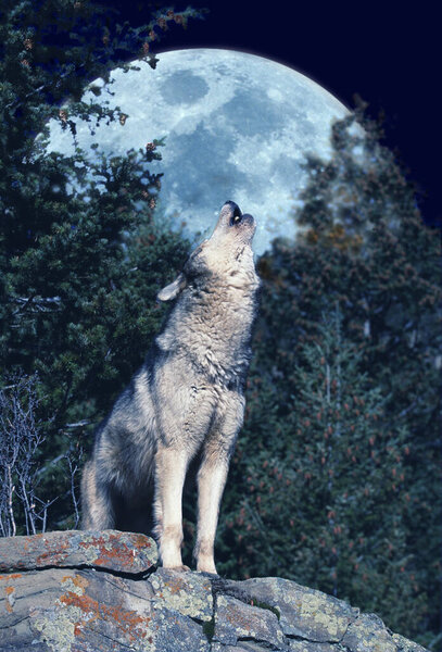 European Wolf, canis lupus, Adult Howling at the Moon 