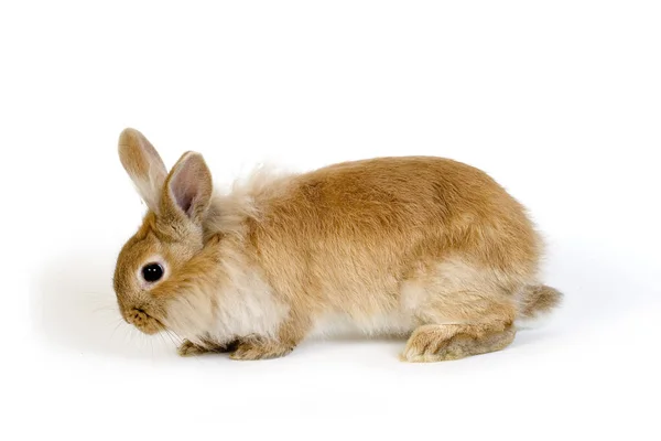 小红帽兔白背兔 — 图库照片