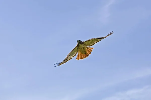Red Tailed Hawk Buteo Jamaicensis Flight — Stockfoto
