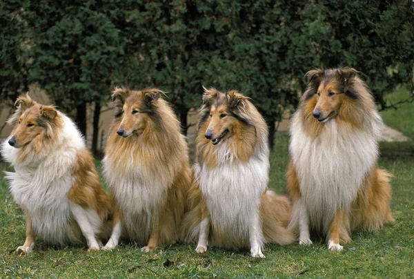 Collie Dog Sitzt Auf Rasen — Stockfoto