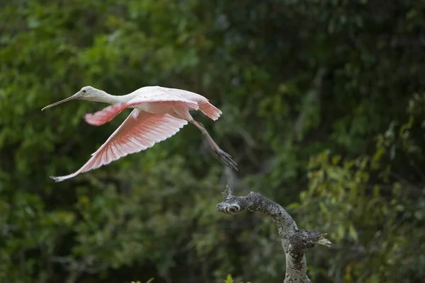 Roseatte Spoonbill Platalea Ajaja Adulte Vol Décollage Branch Los Lianos — Photo