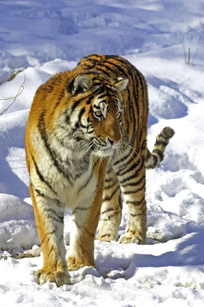 Tigre Siberiano Pantera Tigris Altaica Pie Sobre Nieve —  Fotos de Stock