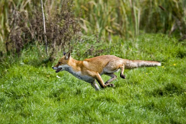 Raposa Vermelha Vulpes Vulpes Correr Adulto Normandia — Fotografia de Stock