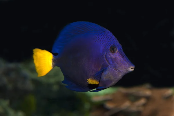 Purple Tang Yellowtail Tang Yellowtail Surgeonfish Zebrasoma Xanthurum — Fotografia de Stock
