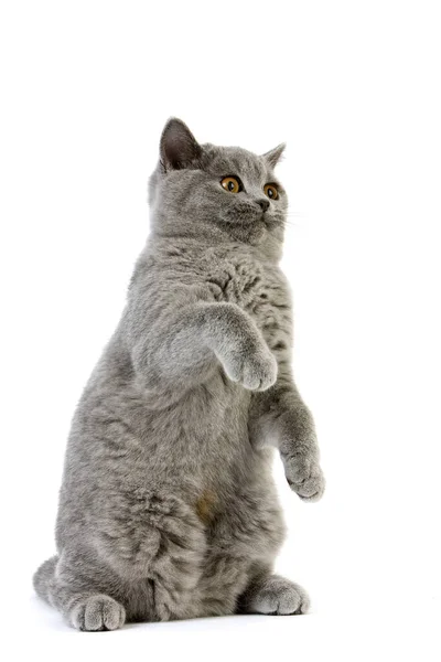 Blue British Shorthair Domestic Cat Feminino Sentado Contra Fundo Branco — Fotografia de Stock