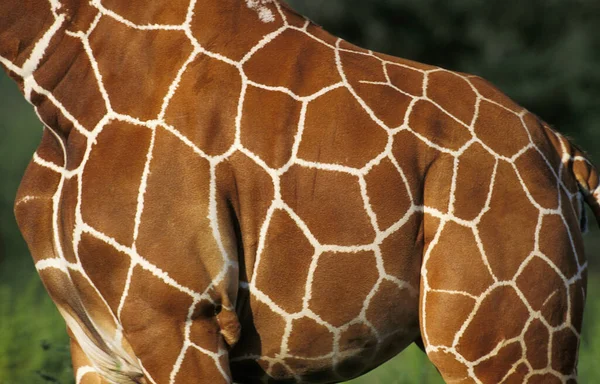 Giraffa Reticolata Giraffa Camelopardalis Reticulata Primo Piano Della Pelle Parco — Foto Stock