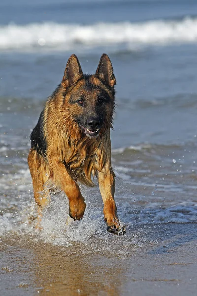 Owczarek Niemiecki Mężczyzna Gra Waves Plaża Normandii — Zdjęcie stockowe