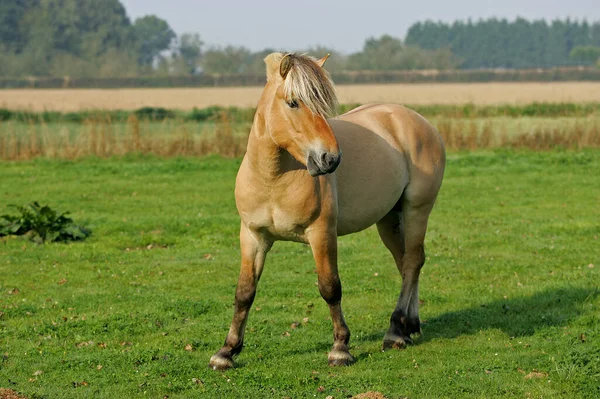 Лошадь Фьорда Естественный Фон — стоковое фото