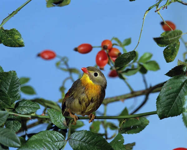 Red Billed Leiothrix Leiothrix Lutea Adulto Pie Rose Hip 114932 — Foto de Stock