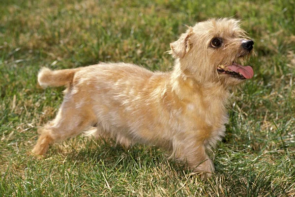 Norfolk Terrier Dog Στέκεται Στο Γρασίδι — Φωτογραφία Αρχείου