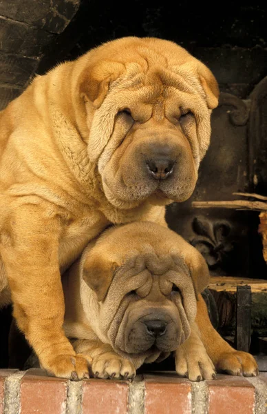 Shar Pei Dog Mother Pup — 图库照片