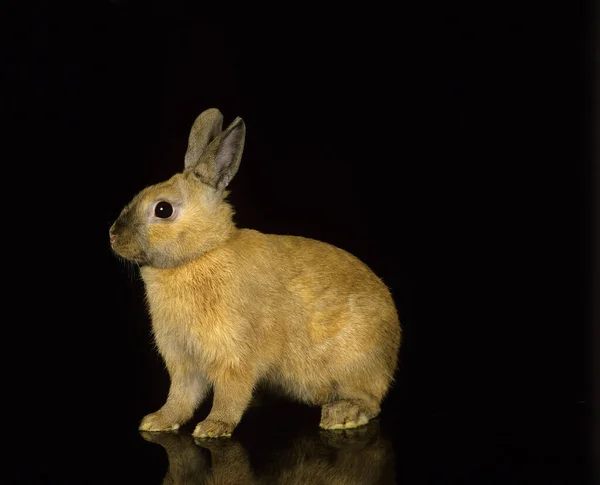 Карликовый Кролик Чёрном Фоне — стоковое фото
