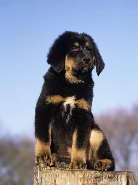 Mastín Tibetano Perro Cachorro Pie Sobre Muñón — Foto de Stock
