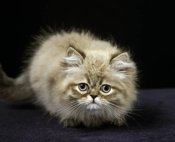 Kleurpunt Perzische Huiskat Kitten Staan Tegen Zwarte Achtergrond — Stockfoto