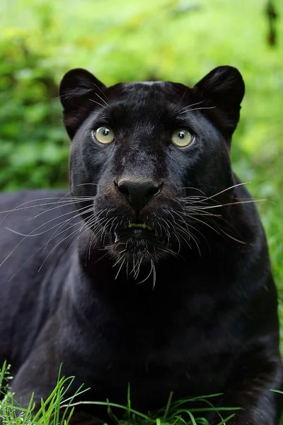 Black Panther, panthera pardus, Portrait of Adult