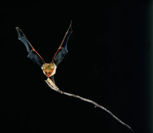 Mouse Eared Bat Myotis Myotis Adulto Voo Apanhar Gafanhoto — Fotografia de Stock