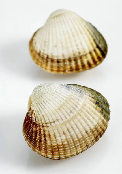 Common Cockle Cerastoderma Edule White Background — Stock Photo, Image