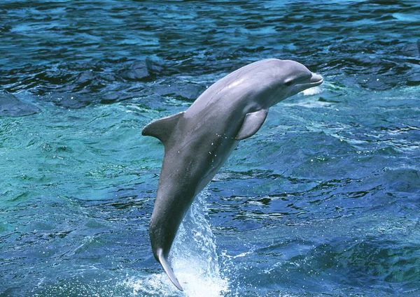 Bottlenose Dolphin Tursiops Truncatus Salto Dell Adulto — Foto Stock