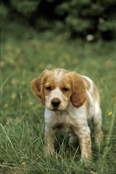 Brittany Spaniel Dog Štěně Stojící Trávě — Stock fotografie