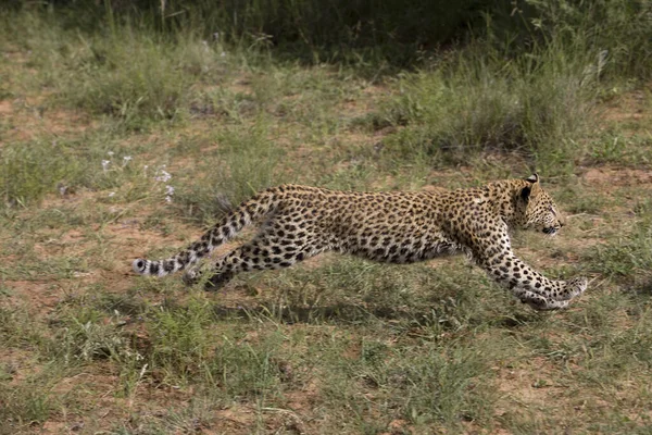 Leopard Panthera Pardus Месяца Роду Cub Running Намибия — стоковое фото