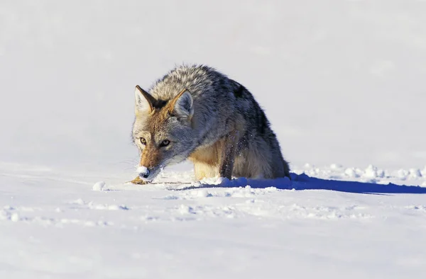 Coyote Canis Latrans Adultos Pie Sobre Nieve Montana —  Fotos de Stock