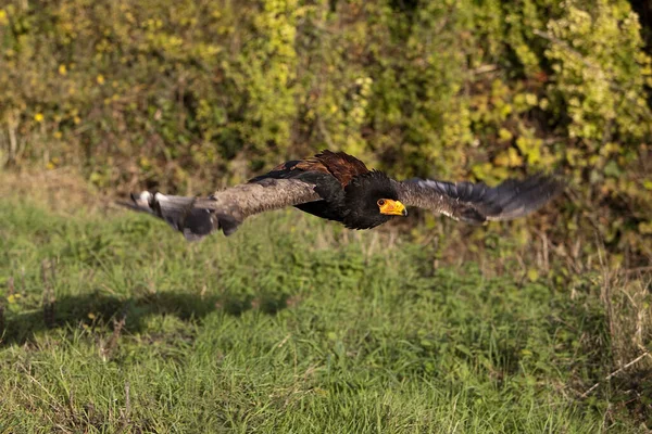 Bateleur Eagle Terathopius Ekaudatus Yetişkin Uçuyor — Stok fotoğraf