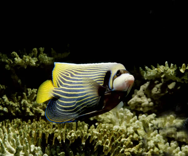 Emperador Angelfish Pomacanthus Imperator — Foto de Stock