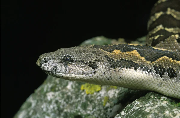 Sand Boa Eryx — Stok fotoğraf