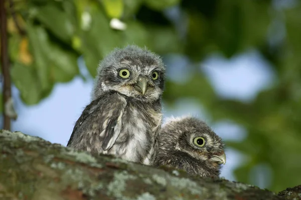 Little Owl Athene Noctua Youngs Standing Branch Normandia — Fotografia de Stock