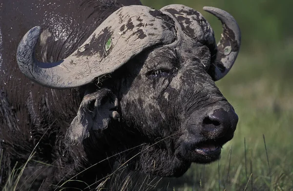 Buffalo Africain Syncerus Caffer Masai Mara Park Kenya — Photo