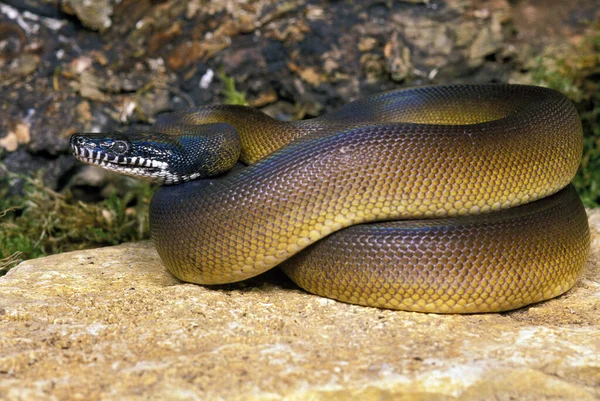 ホワイトリップ Python Liasis Albertisi — ストック写真