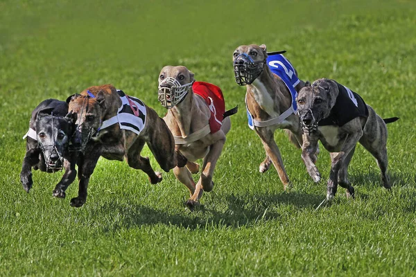 Whippet Dogs Działa Wyścigi Torze — Zdjęcie stockowe