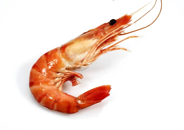 Fresh Prawn Palaemon Serratus White Background — Stock Photo, Image